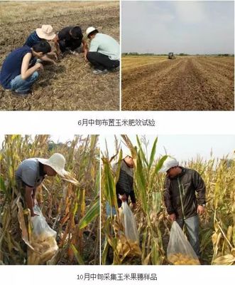 化肥“一炮轟” 玉米抽穗長(zhǎng) 生物有機(jī)肥料研發(fā)